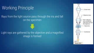 Working Principle
Rays from the light source pass through the iris and fall
on the specimen
Light rays are gathered by the objective and a magnified
image is formed
12
 