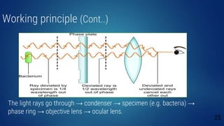 Working principle (Cont..)
The light rays go through → condenser → specimen (e.g. bacteria) →
phase ring → objective lens → ocular lens.
25
 