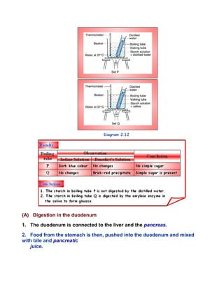 (A) Digestion in the duodenum
1. The duodenum is connected to the liver and the pancreas.
2. Food from the stomach is then, pushed into the duodenum and mixed
with bile and pancreatic
juice.
 