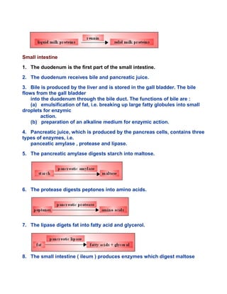 Small intestine
1. The duodenum is the first part of the small intestine.
2. The duodenum receives bile and pancreatic juice.
3. Bile is produced by the liver and is stored in the gall bladder. The bile
flows from the gall bladder
into the duodenum through the bile duct. The functions of bile are :
(a) emulsification of fat, i.e. breaking up large fatty globules into small
droplets for enzymic
action.
(b) preparation of an alkaline medium for enzymic action.
4. Pancreatic juice, which is produced by the pancreas cells, contains three
types of enzymes, i.e.
panceatic amylase , protease and lipase.
5. The pancreatic amylase digests starch into maltose.
6. The protease digests peptones into amino acids.
7. The lipase digets fat into fatty acid and glycerol.
8. The small intestine ( ileum ) produces enzymes which digest maltose
 