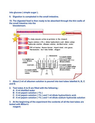 into glucose ( simple sugar ).
9. Digestion is compketed in the small imtestine.
10. The digested food is then ready to be absorbed through the thin walls of
the small intestine into the
bloodstream.
1. About 2 ml of albumen solution is poured into test tubes labelled A, B, C
and D.
2. Test tubes A to D are filled with the following :
A : 6 ml distilled water
B : 6 ml pepsin solution ( 1% )
C : 6 ml pepsin solution ( 1% ) and 1 ml dilute hydrochloric acid.
D : 6 ml pepsin solution ( 1% ) and 1 ml dilute sodium hydroxide solution
3. At the beginning of the experiment the contents of all the test tubes are
tested with Millon's
reagent.
 