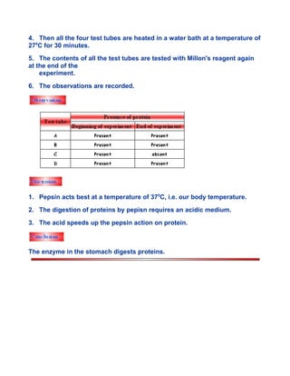4. Then all the four test tubes are heated in a water bath at a temperature of
270
C for 30 minutes.
5. The contents of all the test tubes are tested with Millon's reagent again
at the end of the
experiment.
6. The observations are recorded.
1. Pepsin acts best at a temperature of 370
C, i.e. our body temperature.
2. The digestion of proteins by pepisn requires an acidic medium.
3. The acid speeds up the pepsin action on protein.
The enzyme in the stomach digests proteins.
 