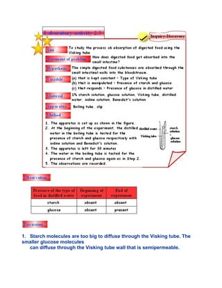 1. Starch molecules are too big to diffuse through the Visking tube. The
smaller glucose molecules
can diffuse through the Visking tube wall that is semipermeable.
 
