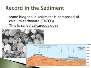  some biogenous sediment is composed of
calcium carbonate (CaCO3)
 This is called calcareous ooze
 