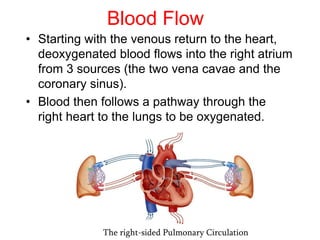 The right-sided Pulmonary Circulation
• Starting with the venous return to the heart,
deoxygenated blood flows into the right atrium
from 3 sources (the two vena cavae and the
coronary sinus).
• Blood then follows a pathway through the
right heart to the lungs to be oxygenated.
Blood Flow
 