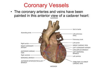 Coronary Vessels
• The coronary arteries and veins have been
painted in this anterior view of a cadaver heart:
 