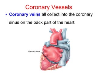 • Coronary veins all collect into the coronary
sinus on the back part of the heart:
Coronary Vessels
 