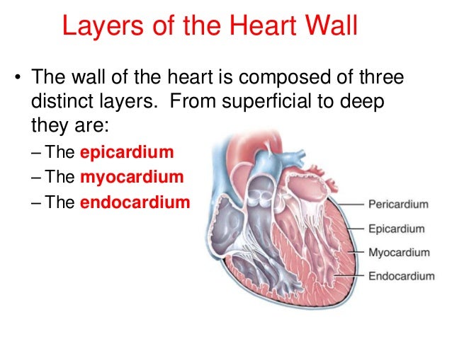 Image result for 3 layers of the heart