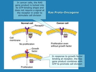 Ras Proto-OncogeneRas Proto-Oncogene
In response to growth factor
binding at receptor, the Ras
gene product combines with
GTP to promote cell division
In cancer cells, the RAS
gene product is locked into
its GTP-binding shape and
does not require a signal at
the receptor in order to
stimulate cell division
 