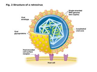 Fig. 2 Structure of a retrovirus
 