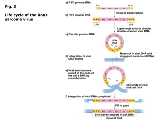 Fig. 3
Life cycle of the Rous
sarcoma virus
 