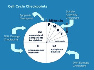 Cell Cycle Checkpoints
G1S
G2
cytoplasm
doubles
chromosomes
replicate
assembly of
components
for division cytokinesis
P M
A
T
Mitosis
DNA DamageDNA Damage
CheckpointsCheckpoints
DNA DamageDNA Damage
CheckpointCheckpoint
ApoptosisApoptosis
CheckpointCheckpoint
SpindleSpindle
AssemblyAssembly
CheckpointCheckpoint
 