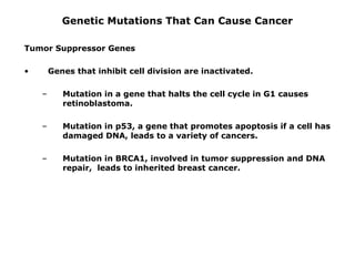 Genetic Mutations That Can Cause Cancer
Tumor Suppressor Genes
• Genes that inhibit cell division are inactivated.
– Mutation in a gene that halts the cell cycle in G1 causes
retinoblastoma.
– Mutation in p53, a gene that promotes apoptosis if a cell has
damaged DNA, leads to a variety of cancers.
– Mutation in BRCA1, involved in tumor suppression and DNA
repair, leads to inherited breast cancer.
 