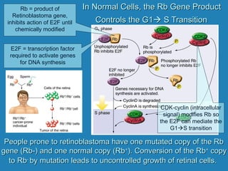 In Normal Cells, the Rb Gene ProductIn Normal Cells, the Rb Gene Product
Controls the G1Controls the G1 S TransitionS Transition
Rb = product of
Retinoblastoma gene,
inhibits action of E2F until
chemically modified
People prone to retinoblastoma have one mutated copy of the RbPeople prone to retinoblastoma have one mutated copy of the Rb
gene (Rb-) and one normal copy (Rbgene (Rb-) and one normal copy (Rb++
). Conversion of the Rb). Conversion of the Rb++
copycopy
to Rbto Rb--
by mutation leads to uncontrolled growth of retinal cells.by mutation leads to uncontrolled growth of retinal cells.
E2F = transcription factor
required to activate genes
for DNA synthesis
CDK-cyclin (intracellular
signal) modifies Rb so
the E2F can mediate the
G1S transition
 