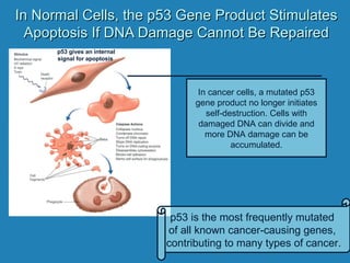 In Normal Cells, the p53 Gene Product StimulatesIn Normal Cells, the p53 Gene Product Stimulates
Apoptosis If DNA Damage Cannot Be RepairedApoptosis If DNA Damage Cannot Be Repaired
p53 gives an internal
signal for apoptosis
In cancer cells, a mutated p53
gene product no longer initiates
self-destruction. Cells with
damaged DNA can divide and
more DNA damage can be
accumulated.
p53 is the most frequently mutated
of all known cancer-causing genes,
contributing to many types of cancer.
 