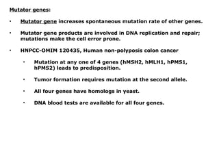 Mutator genes:
• Mutator gene increases spontaneous mutation rate of other genes.
• Mutator gene products are involved in DNA replication and repair;
mutations make the cell error prone.
• HNPCC-OMIM 120435, Human non-polyposis colon cancer
• Mutation at any one of 4 genes (hMSH2, hMLH1, hPMS1,
hPMS2) leads to predisposition.
• Tumor formation requires mutation at the second allele.
• All four genes have homologs in yeast.
• DNA blood tests are available for all four genes.
 