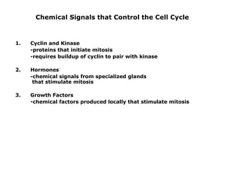 Chemical Signals that Control the Cell Cycle
1. Cyclin and Kinase
-proteins that initiate mitosis
-requires buildup of cyclin to pair with kinase
2. Hormones
-chemical signals from specialized glands
that stimulate mitosis
3. Growth Factors
-chemical factors produced locally that stimulate mitosis
 