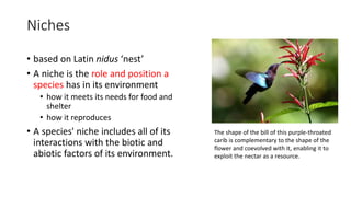 Niches
• based on Latin nidus ‘nest’
• A niche is the role and position a
species has in its environment
• how it meets its needs for food and
shelter
• how it reproduces
• A species' niche includes all of its
interactions with the biotic and
abiotic factors of its environment.
The shape of the bill of this purple-throated
carib is complementary to the shape of the
flower and coevolved with it, enabling it to
exploit the nectar as a resource.
 