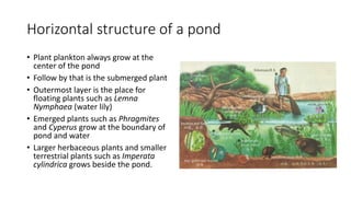 Horizontal structure of a pond
• Plant plankton always grow at the
center of the pond
• Follow by that is the submerged plant
• Outermost layer is the place for
floating plants such as Lemna
Nymphaea (water lily)
• Emerged plants such as Phragmites
and Cyperus grow at the boundary of
pond and water
• Larger herbaceous plants and smaller
terrestrial plants such as Imperata
cylindrica grows beside the pond.
 