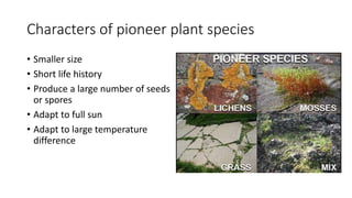 Characters of pioneer plant species
• Smaller size
• Short life history
• Produce a large number of seeds
or spores
• Adapt to full sun
• Adapt to large temperature
difference
 