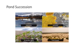 Pond Succession
 