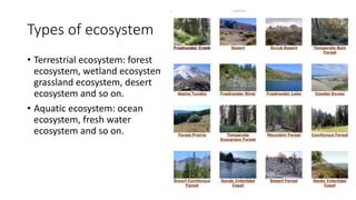 Types of ecosystem
• Terrestrial ecosystem: forest
ecosystem, wetland ecosystem,
grassland ecosystem, desert
ecosystem and so on.
• Aquatic ecosystem: ocean
ecosystem, fresh water
ecosystem and so on.
 