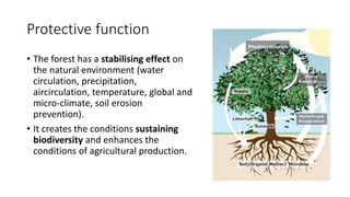 Protective function
• The forest has a stabilising effect on
the natural environment (water
circulation, precipitation,
aircirculation, temperature, global and
micro-climate, soil erosion
prevention).
• It creates the conditions sustaining
biodiversity and enhances the
conditions of agricultural production.
 