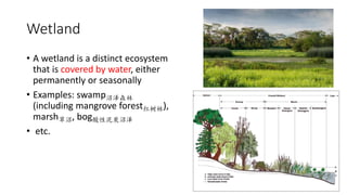 Wetland
• A wetland is a distinct ecosystem
that is covered by water, either
permanently or seasonally
• Examples: swamp沼泽森林
(including mangrove forest红树林),
marsh草沼, bog酸性泥炭沼泽
• etc.
 