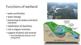 Functions of wetland
• water purification
• water storage
• processing of carbon and other
nutrients
• stabilization of shorelines
• rich in organic nutrients
• support of plants and animals
• most biologically diverse of all
ecosystems
 