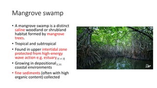 Mangrove swamp
• A mangrove swamp is a distinct
saline woodland or shrubland
habitat formed by mangrove
trees.
• Tropical and subtropical
• Found in upper intertidal zone
protected from high-energy
wave action e.g. estuary河口湾
• Growing in depositional沉积
coastal environments
• fine sediments (often with high
organic content) collected
 
