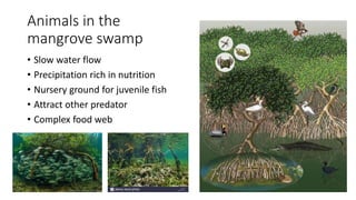 Animals in the
mangrove swamp
• Slow water flow
• Precipitation rich in nutrition
• Nursery ground for juvenile fish
• Attract other predator
• Complex food web
 