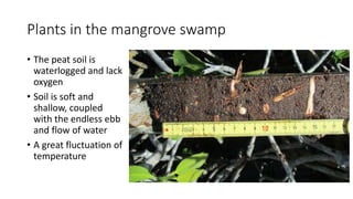 Plants in the mangrove swamp
• The peat soil is
waterlogged and lack
oxygen
• Soil is soft and
shallow, coupled
with the endless ebb
and flow of water
• A great fluctuation of
temperature
 