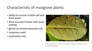 Characteristic of mangrove plants
• ability to survive in both salt and
fresh water
• thick succulent leaves with waxy
coating
• glands to remove excessive salt
• viviparous seed
• respiratory root
Salt crystals on Avicennia marina (black mangrove) var
resinifera leaves.
 