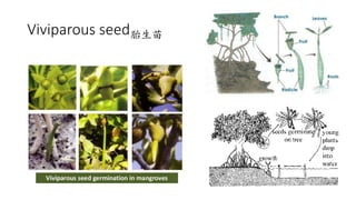 Viviparous seed胎生苗
 