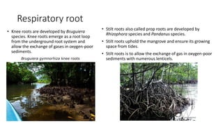 Respiratory root
• Stilt roots also called prop roots are developed by
Rhizophora species and Pandanus species.
• Stilt roots uphold the mangrove and ensure its growing
space from tides.
• Stilt roots is to allow the exchange of gas in oxygen-poor
sediments with numerous lenticels.Bruguiera gymnorhiza knee roots
• Knee roots are developed by Bruguiera
species. Knee roots emerge as a root loop
from the underground root system and
allow the exchange of gases in oxygen-poor
sediments.
 