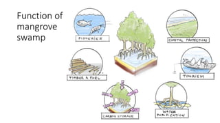 Function of
mangrove
swamp
 