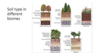Soil type in
different
biomes
 
