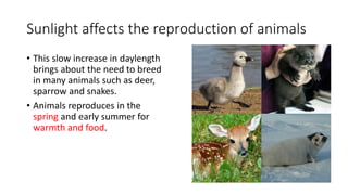 Sunlight affects the reproduction of animals
• This slow increase in daylength
brings about the need to breed
in many animals such as deer,
sparrow and snakes.
• Animals reproduces in the
spring and early summer for
warmth and food.
 