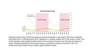 Seasonal dawn-song is timed according to annual increases in day length. Data were collected
from March 2011 until December 2012. Variations in monthly rainfall (mm3) are shown in blue. The
small changes in day length duration (hours from sunrise to sunset) over the year are shown in
yellow. Seasonal periods in which dawn-song is produced by males are shown in red. The
seasonal timing of dawn-song is highly regular between years.
 