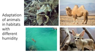 Adaptation
of animals
in habitats
with
different
humidity
 