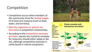 Competition
• Competition occurs when members of
the community strive for limited supply
of at least one resource (such as food,
water, and territory).
• Both the organisms or species are
harmed in a competition relationships.
• According to the competitive exclusion
principle, species less suited to compete
for resources should either adapt or die
out, although competitive exclusion is
rarely found in natural ecosystems.
 