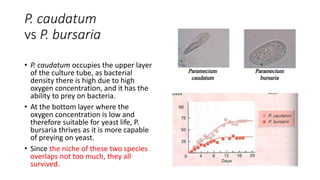 P. caudatum
vs P. bursaria
• P. caudatum occupies the upper layer
of the culture tube, as bacterial
density there is high due to high
oxygen concentration, and it has the
ability to prey on bacteria.
• At the bottom layer where the
oxygen concentration is low and
therefore suitable for yeast life, P.
bursaria thrives as it is more capable
of preying on yeast.
• Since the niche of these two species
overlaps not too much, they all
survived.
 