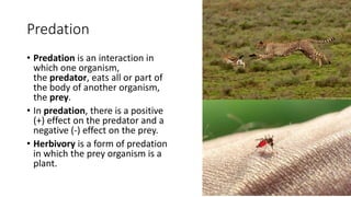 Predation
• Predation is an interaction in
which one organism,
the predator, eats all or part of
the body of another organism,
the prey.
• In predation, there is a positive
(+) effect on the predator and a
negative (-) effect on the prey.
• Herbivory is a form of predation
in which the prey organism is a
plant.
 