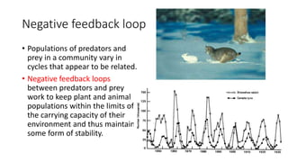 Negative feedback loop
• Populations of predators and
prey in a community vary in
cycles that appear to be related.
• Negative feedback loops
between predators and prey
work to keep plant and animal
populations within the limits of
the carrying capacity of their
environment and thus maintain
some form of stability.
 