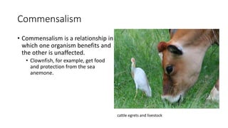 Commensalism
• Commensalism is a relationship in
which one organism benefits and
the other is unaffected.
• Clownfish, for example, get food
and protection from the sea
anemone.
cattle egrets and livestock
 