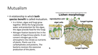 Mutualism
• A relationship in which both
species benefit is called mutualism.
• In a lichen, algae and fungi grow
together. While the fungi provide
water and protection for the algae,
the algae provide food for the fungi.
• Nitrogen fixation bacteria live in the
nodules of leguminous plants. It can
convert nitrogen gas in the
atmosphere into nitrate as nutrients
of plants. Plants use it to
carbohydrates and proteins. The
bacteria receives the excessive
production of the plants.
 