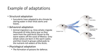 Example of adaptations
• Structural adaptation
• Succulents have adapted to dry climate by
storing water in their thick stems and
leaves.
• Behavioral adaptation
• Animal migration e.g. Grey whales migrate
thousands of miles every year as they
swim from the cold Arctic Ocean to the
warm waters off the coast of Mexico. Grey
whale calves are born in the warm water,
and then travel in groups called pods to
the nutrient-rich waters of the Arctic.
• Physiological adaptation
• The formation of poisons for defence.
 