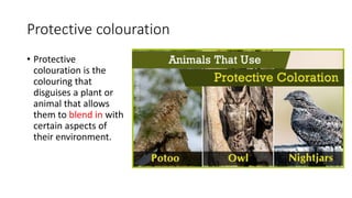 Protective colouration
• Protective
colouration is the
colouring that
disguises a plant or
animal that allows
them to blend in with
certain aspects of
their environment.
 