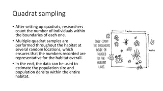 Quadrat sampling
• After setting up quadrats, researchers
count the number of individuals within
the boundaries of each one.
• Multiple quadrat samples are
performed throughout the habitat at
several random locations, which
ensures that the numbers recorded are
representative for the habitat overall.
• In the end, the data can be used to
estimate the population size and
population density within the entire
habitat.
 