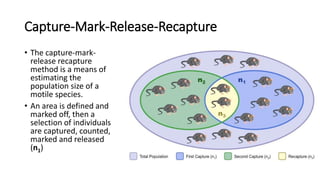 Capture-Mark-Release-Recapture
• The capture-mark-
release recapture
method is a means of
estimating the
population size of a
motile species.
• An area is defined and
marked off, then a
selection of individuals
are captured, counted,
marked and released
(n1)
 